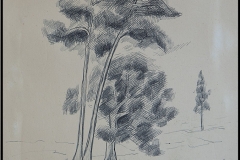 Árboles (bolígrafo sobre papel 29x39)